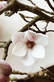 &quot;Flower Delivery Ridgewood Nj